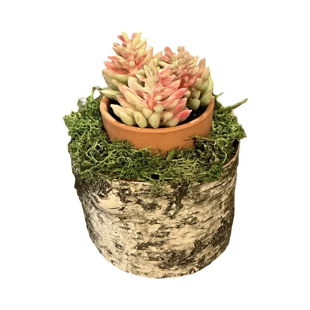 Rustic Artificial Succulent in Birch Log Base with Moss and Terracotta Pot‎